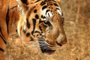800px-Tiger_in_South_India